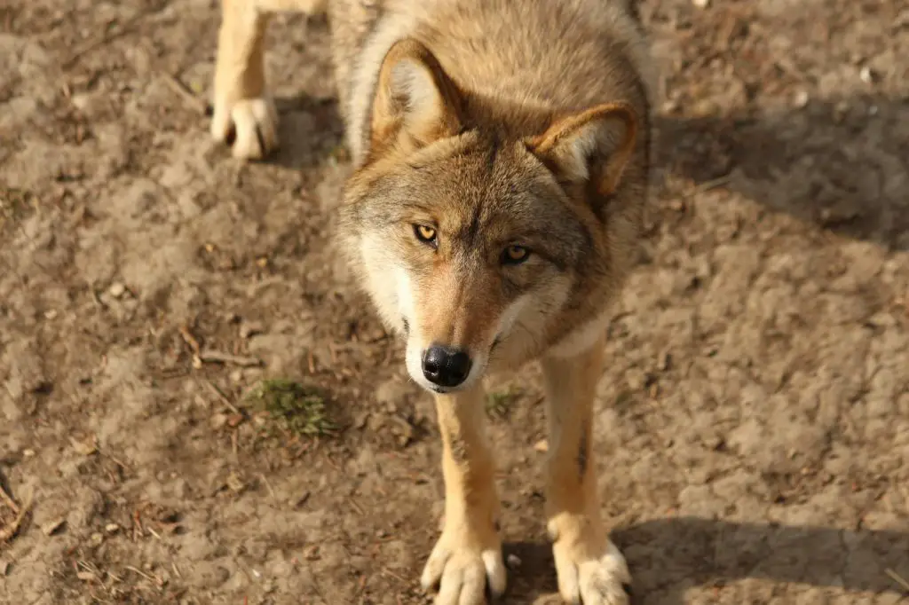 brown wolf on brown soil