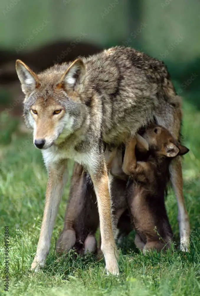 Female Red wolf (Canis rufus) stands patiently as her pups nurse, at a breeding facility near Graham, Washington, USA; Washington, United States of America